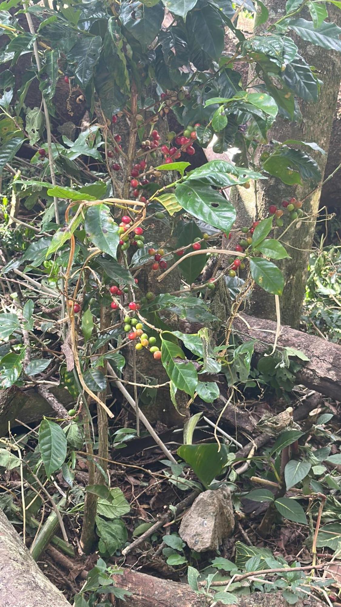 Cabanas Roca Verde Monteverde 外观 照片